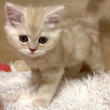 ミヌエット(長足)【愛知県・男の子・2025年9月6日・クリームタビー&ホワイト（ロング）】の写真「キリッとイケメンくん❤️」