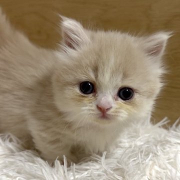 ミヌエット(短足)【愛知県・女の子・2025年10月15日・クリームタビー&ホワイト（ロング）】の写真「小柄でめちゃくちゃ可愛い女の子❤️」