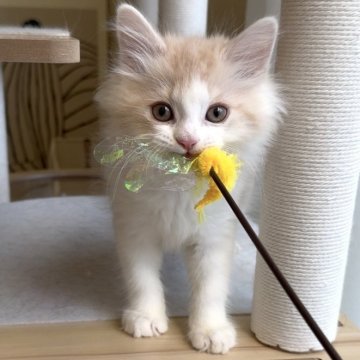 マンチカン(長足)【愛知県・男の子・2025年9月14日・クリームタビー&ホワイト】の写真「優しいお顔の男の子❤️」