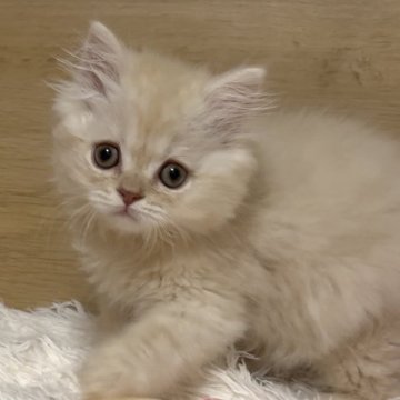 ミヌエット(長足)【愛知県・男の子・2025年9月6日・クリームタビー&ホワイト（ロング）】の写真「ムチコロ❤️触るとヘソ天しちゃう子です😍」