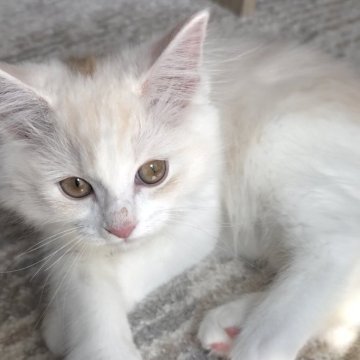 マンチカン【愛知県・男の子・2025年2月1日・カメオタビー&ホワイト】の写真「とにかく人懐っこく優しい性格♡」