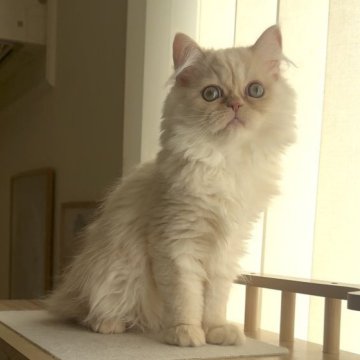 ミヌエット(長足)【愛知県・女の子・2025年8月8日・クリームタビー（ロング）】の写真「おめめクリクリ女の子😍大人しい性格です🐱」