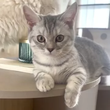 幅広(ホワイト②無地)ジューンブライドシュシュ、わんちゃん猫ちゃん用 27 シュシュちゃん | ネッツトヨタ愛媛株式会社