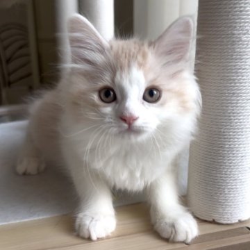 マンチカン(長足)【愛知県・男の子・2025年9月14日・クリームタビー&ホワイト】の写真「優しいお顔の男の子❤️デレデレくん😍」