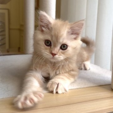 ミヌエット(長足)【愛知県・男の子・2025年9月6日・クリームタビー（ロング）】の写真「キリッとイケメンくん❤️」