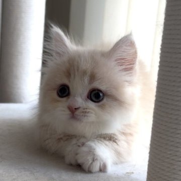 ミヌエット(短足)【愛知県・女の子・2025年10月15日・クリームタビー&ホワイト（ロング）】の写真「小柄でめちゃくちゃ可愛い女の子❤️」