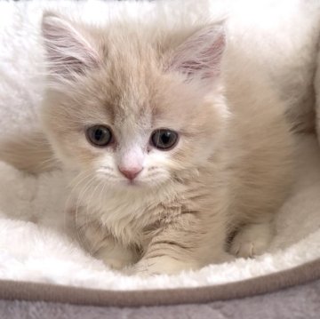 ミヌエット(短足)【愛知県・女の子・2025年10月15日・クリームタビー&ホワイト（ロング）】の写真「小柄でめちゃくちゃ可愛い女の子❤️」