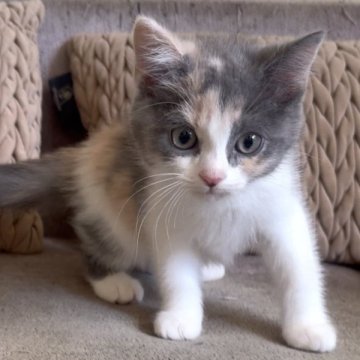 マンチカン(長足)【愛知県・女の子・2025年9月14日・ブルーパッチドタビー&ホワイト】の写真「パステルカラーの女の子❤️」