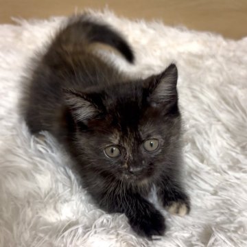 マンチカン(短足)【愛知県・女の子・2025年9月14日・トーティ&ホワイト】の写真「小柄な丸顔の女の子❤️顔も性格も文句ナシです😍」