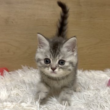 ミヌエット(長足)【愛知県・女の子・2025年9月26日・ブルーパッチドタビー】の写真「キュルキュル目❤️まん丸お顔の女の子😍」