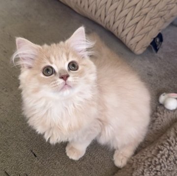 ミヌエット(長足)【愛知県・女の子・2025年9月6日・クリームタビー（ロング）】の写真「ベビーフェイスの女の子😍人懐っこいです❤️」