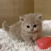 マンチカン(短足)