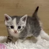 マンチカン(長足)