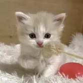 マンチカン(長足)