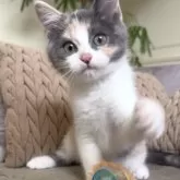 マンチカン(長足)