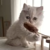 ミヌエット(長足)