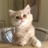 ミヌエット(長足)