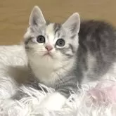 マンチカン(長足)