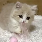 ミヌエット(短足)