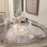 ミヌエット(長足)