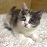 マンチカン(長足)