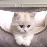 ミヌエット(長足)