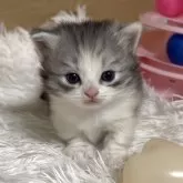 マンチカン(短足)