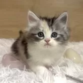 マンチカン(長足)