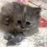 ミヌエット(長足)