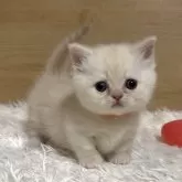 ミヌエット(短足)