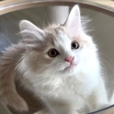 マンチカン(長足)