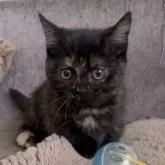 マンチカン(短足)