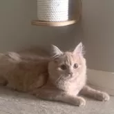 ミヌエット(長足)