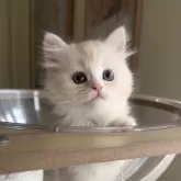 ミヌエット(長足)