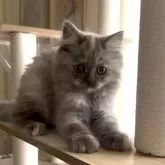 ミヌエット(長足)