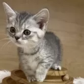 マンチカン(短足)