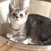 マンチカン(短足)