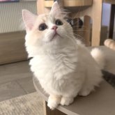 ミヌエット(短足)