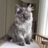 ミヌエット(長足)