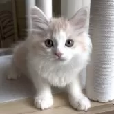 マンチカン(長足)