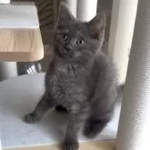 ミヌエット(長足)