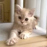 ミヌエット(長足)