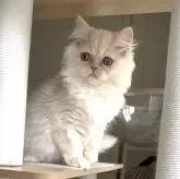 ミヌエット(長足)