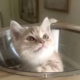 マンチカン(短足)【愛知県・男の子・2025年9月14日・レッドタビー&ホワイト】の写真1