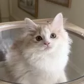 マンチカン(長足)