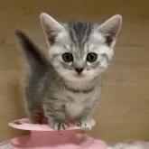 マンチカン(短足)