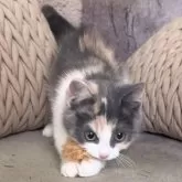 マンチカン(長足)【愛知県・女の子・2025年9月14日・ブルーパッチドタビー&ホワイト】の写真2