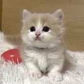 ミヌエット(短足)【愛知県・男の子・2025年10月15日・クリームタビー&ホワイト】の写真3