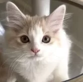 マンチカン(長足)【愛知県・男の子・2025年9月14日・クリームタビー&ホワイト】の写真2