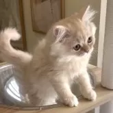 ミヌエット(長足)【愛知県・男の子・2025年9月6日・クリームタビー&ホワイト】の写真9